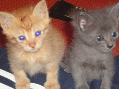 Δύο μικροί γάτοι μόνοι ψάχνουν!