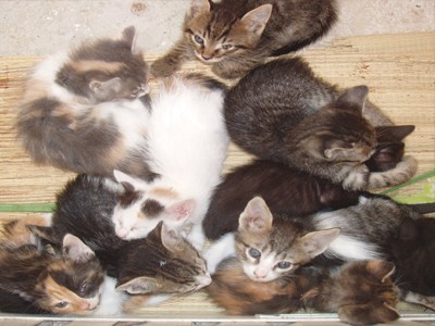 Ποιος θα τα υιοθετήσει;