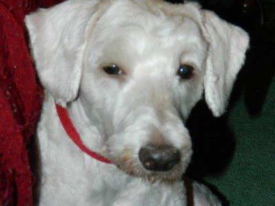 Χαρίζεται ο Charlie