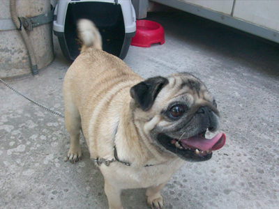 Χάθηκε η Cohiba