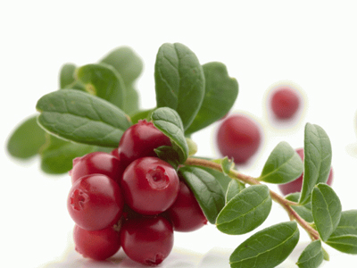 SEXUALITY: Ο χυμός cranberry ωφελεί στις λοιμώξεις του ουροποιητικού