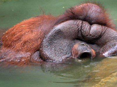 Σε δίαιτα παχύσαρκος ουρακοτάγκος