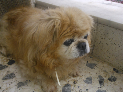 Βρέθηκε πεκινουά στο Χαλάνδρι