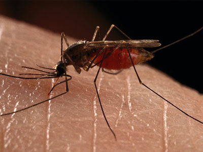 Ενέργειες για τα κουνούπια από τον Δ. Κύμης