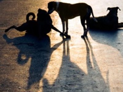 Μαραθώνιος σε Αθήνα και Σύδνεϋ για τα αδέσποτα