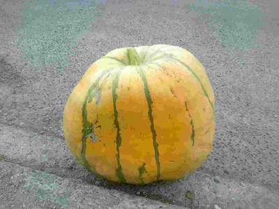 Κολοκύθα γίγας στα Τρίκαλα