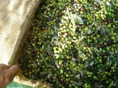 Σήμα κινδύνου από τους γεωπόνους για τη δακοκτονία