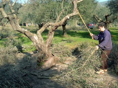 Κρήτη: Οι προσλήψεις ψαλιδίζονται, ο δάκος θριαμβεύει!