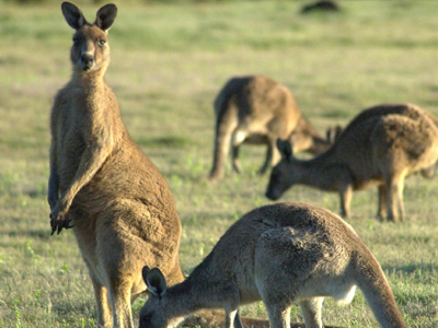 Κουίνσλαντ: Πονοκέφαλος για τους αγρότες τα καγκουρό