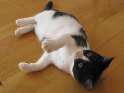 Χαρίζεται η Ιόλη