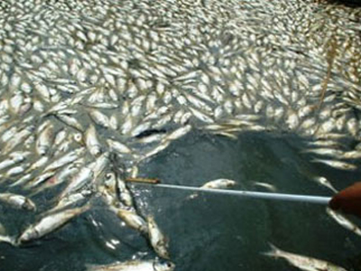 Χιλιάδες νεκρά ψάρια επιπλέουν στον Κερκινίτη ποταμό