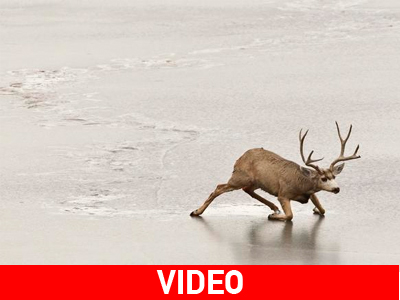 ΗΠΑ: Τάρανδος παγιδεύτηκε σε παγωμένη λίμνη