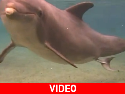 Γέννηση δελφινιού on camera Γέννηση δελφινιού on camera