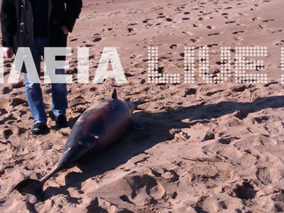 Νεκρό δελφίνι στην Ηλεία