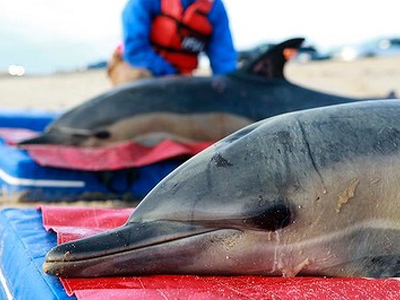 Εκατοντάδες δελφίνια νεκρά στο Περού