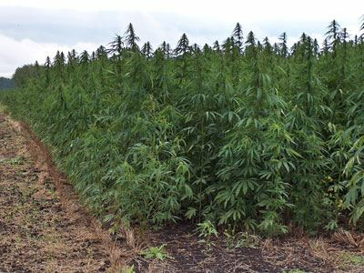 Σύλληψη πατέρα και γιου για ναρκωτικά