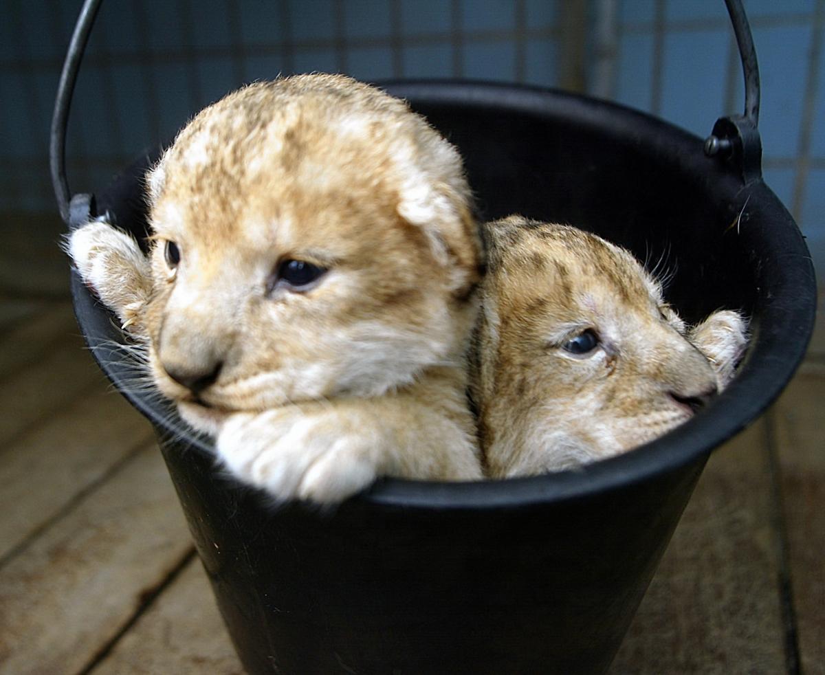 Τα μικρά μπορούν να φαγωθούν από το αρσενικό λιοντάρι, όποτε αυτό το θελήσει, είπε ο υπεύθυνος του ζωολογικού κήπου