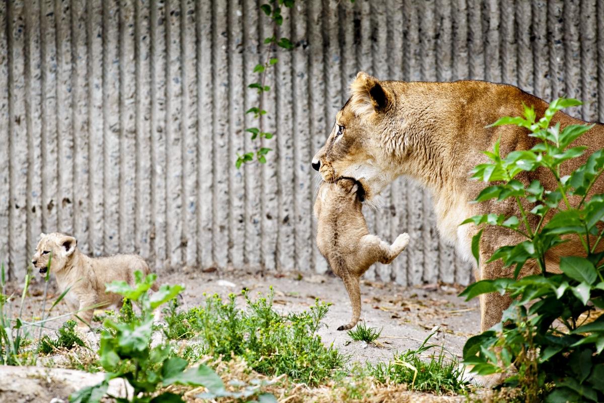Ο ζωολογικός κήπος της Κοπεγχάγης θανάτωσε δύο νεογέννητα και δύο ενήλικα θηλυκά λιοντάρια