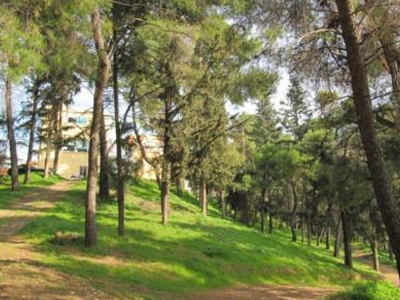 «Πρασινίζουν» τα Χανιά