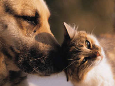 «Αγαπήστε τα ζώα όσο τους αξίζει»