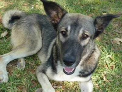 Υιοθετήστε ένα εγκαταλελειμμένο σκυλάκι από τους δρόμους και σώστε μια ζωή !