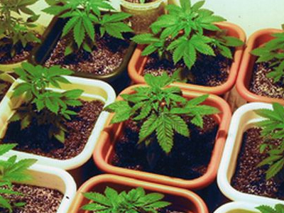 Συνελήφθη για καλλιέργεια κάνναβης