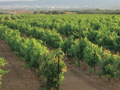 Ρήμαξαν αμπέλι στα Τρίκαλα