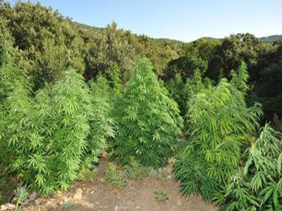 Αλβανία: Οι Αρχές κατέστρεψαν 2.120 δενδρύλλια χασίς