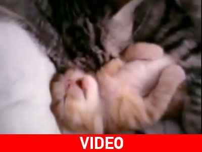 Αυτή η γάτα δεν αφήνει το μικρό της ούτε στον ύπνο της