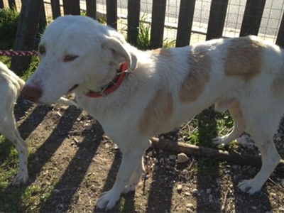 Χάθηκε ο Μπάουι