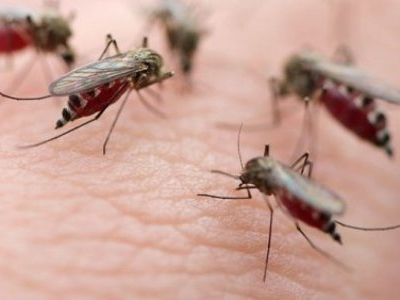 Ξάνθη: Τρίτο κρούσμα του ιού του Δυτικού Νείλου