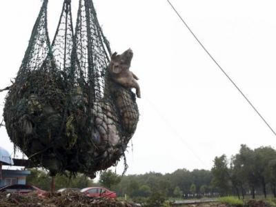 Περισσότερα από 13.000 πτώματα χοίρων βρέθηκαν σε ποταμό της Σαγκάης