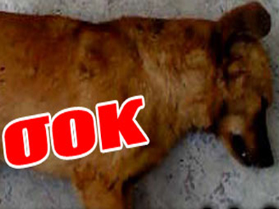 Σκότωσε με κυνηγετικό όπλο τον σκύλο του γείτονά του