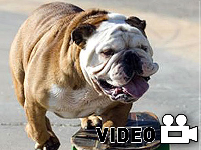 Τετράποδος skater