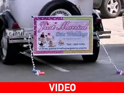 Γάμος σκύλων στο Περού