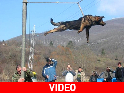 Βουλγαρία: Ανθρώπινα κτήνη βασανίζουν σκύλους από… «έθιμο»
