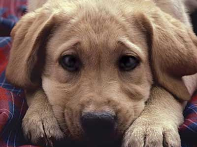 Σοκ: Αποκεφάλισαν και κρέμασαν σκύλο σε πάρκο της Κρήτης