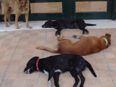 Ανθρώπινα κτήνη σκότωσαν δεκάδες αδέσποτα