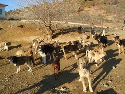 Τα σκυλιά αλληλοσπαράσσονται στο Δημοτικό Κυνοκομείο Καστοριάς