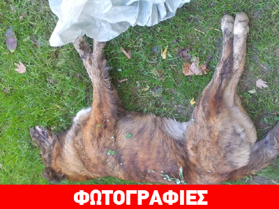 Δηλητηρίασαν σκυλιά στην Καρδίτσα