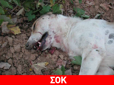 Λέσβος: Εκτέλεσε με καραμπίνα τρία σκυλιά γιατί… ενοχλούσαν