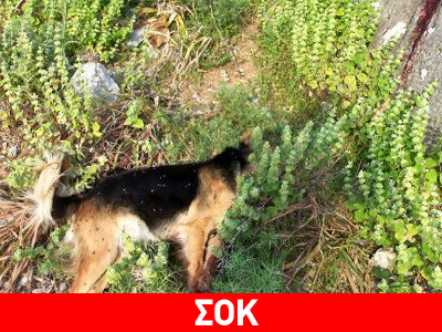 Σητεία: Καταζητείται άνδρας που πυροβόλησε σκύλο