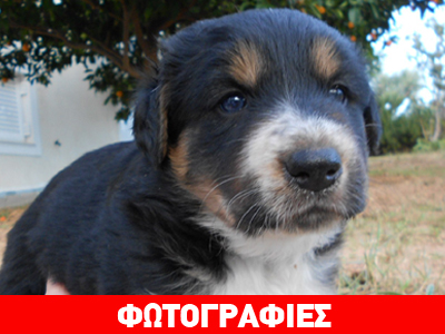 Τσοπανοκουτάβια ψάχνουν σπίτι