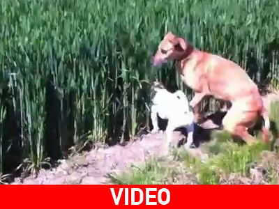 Σκύλος – καγκουρό λειτουργεί ως… περισκόπιο!