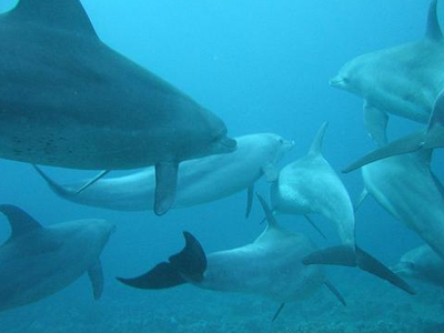 Συσκευές ηχητικής προειδοποίησης δελφινιών σε δίχτυα