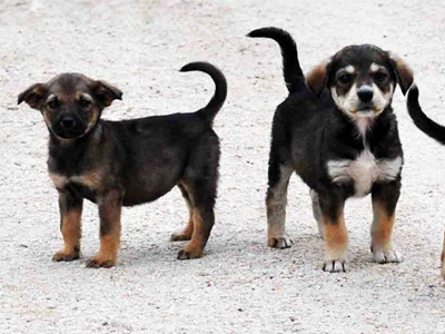 Γιορτή υιοθεσίας στο Ηράκλειο