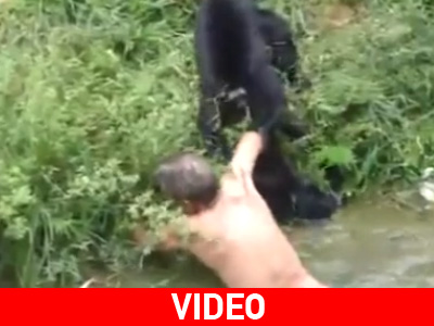 Έγινε ρεζίλι των… πιθήκων