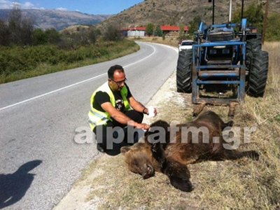 Νεκρή αρκούδα στην Καστοριά
