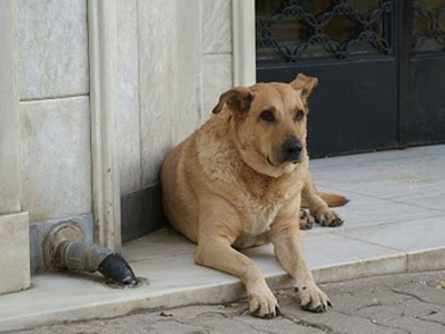 Ενημερωτική ημερίδα για τα ζώα πραγματοποιεί ο δήμος Αθηναίων