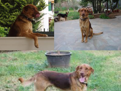 Αίσιο τέλος για τον Ζίκο!